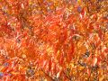 images 036.jpg